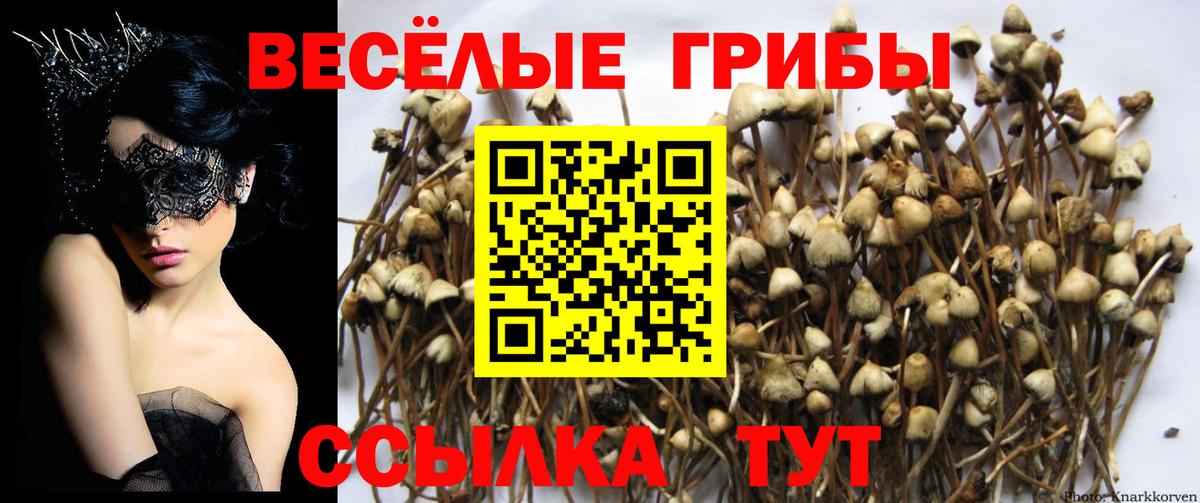 Псилоцибиновые грибы прущие грибы Чапаевск